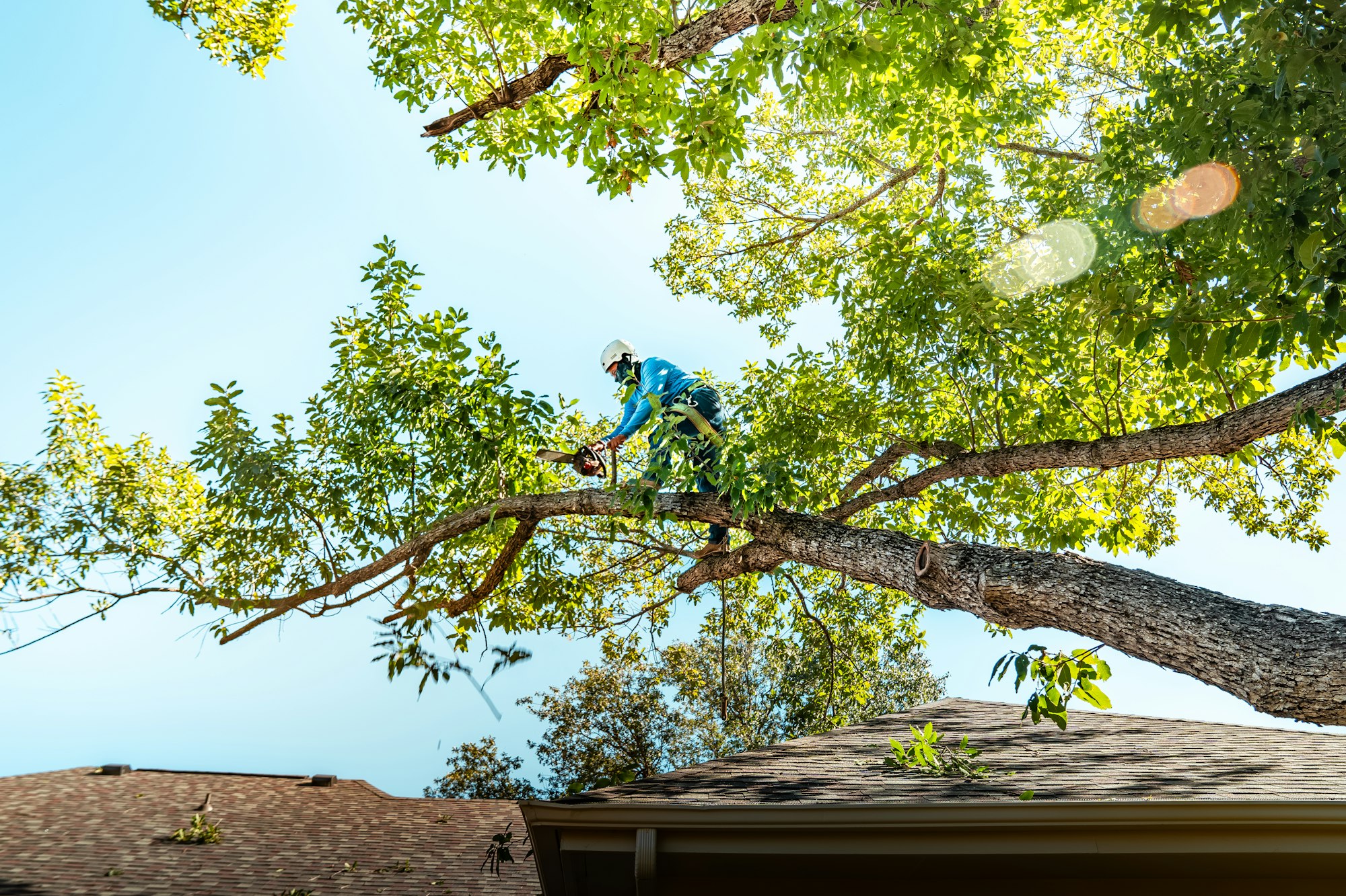 A tree crew working a removal job